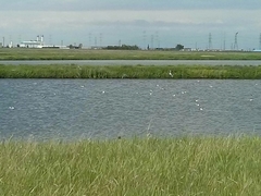 Leucophaeus pipixcan