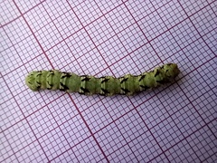 Peribatodes ilicaria