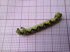 Peribatodes ilicaria