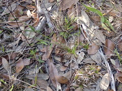 Lachnocaulon