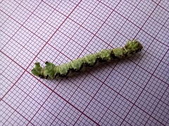 Peribatodes ilicaria