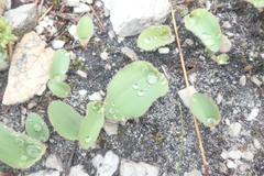 Eriospermum nanum