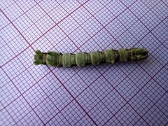 Peribatodes ilicaria