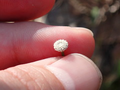 Lachnocaulon