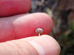 Lachnocaulon