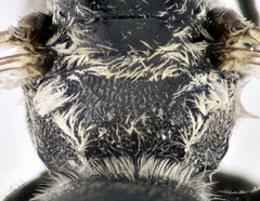 Lasioglossum discus