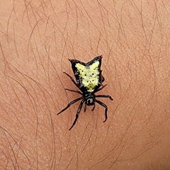 Micrathena crassa