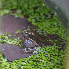 Sylvirana nigrovittata