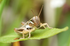 Paroxya atlantica