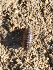Armadillidium vulgare