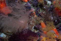 Thyone aurea