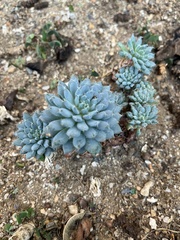 Echeveria setosa