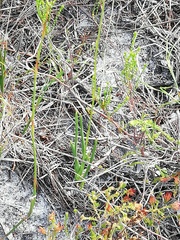 Othonna multicaulis