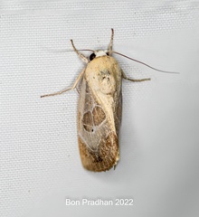 Westermannia superba