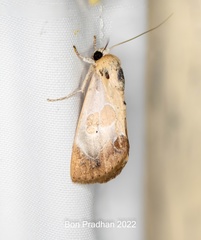 Westermannia superba