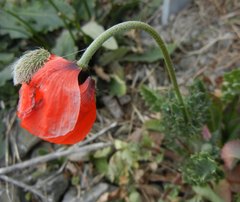 Papaver