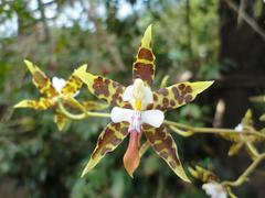 Oncidium hastatum