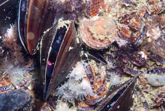 Choromytilus meridionalis