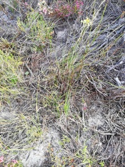 Othonna multicaulis