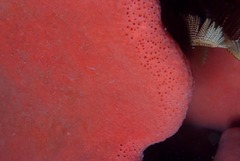 Clathria dayi