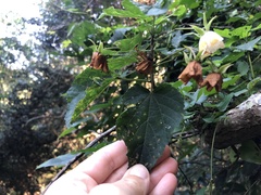 Dombeya tiliacea