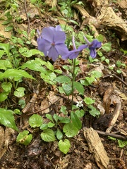 Phlox stolonifera