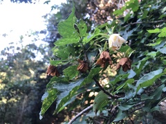 Dombeya tiliacea