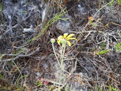 Othonna multicaulis