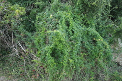 Asparagus volubilis