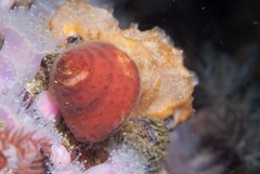 Alcyonidium nodosum
