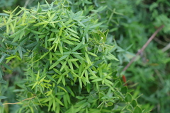 Asparagus volubilis
