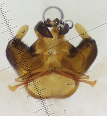 Lasioglossum discus