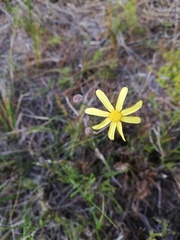 Othonna multicaulis