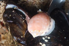 Semicassis zeylanica