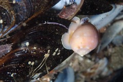 Semicassis zeylanica