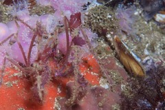 Macropodia falcifera