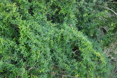 Asparagus volubilis