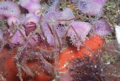 Macropodia falcifera