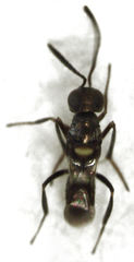 Cheiloneurus flaccus
