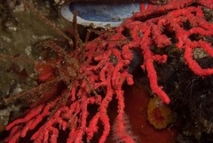 Macropodia falcifera