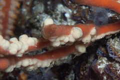 Parazoanthus capensis