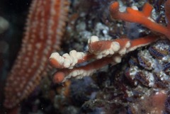Parazoanthus capensis