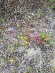 Othonna multicaulis