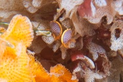 Ochlesis lenticulosus