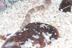 Syngnathus temminckii