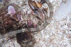 Syngnathus temminckii