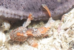 Coccotropsis gymnoderma