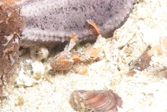 Coccotropsis gymnoderma