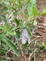 Histia flabellicornis