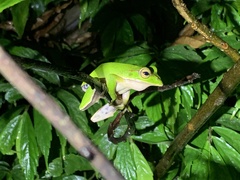 Zhangixalus prasinatus